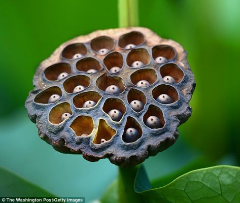 Paper Lotus, Photorealism Art, Lotus Seeds, Poppy Pods, Lotus Pods, Glass Photography, Cardboard Sculpture, Colorful Plants, Design Seeds