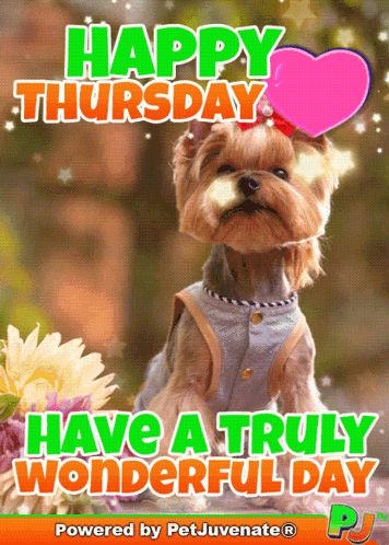 Happy Thurs Happy Thursday GIF – Happy thurs Happy thursday A fur baby dog my baby talk dog mom – discover and share GIFs Happy Thursday Gif, Thursday Gif, Baby Talk, Puppy Dog Eyes, Dog Eyes, Puppy Eyes, Puppies Funny, Funny Dog Videos, Hound Dog