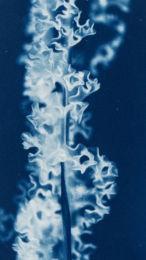 Cyanotype Graphic Design, Secondhand Embarrassment, Cynotype Images, Blue Cyanotype, Cyanotype Photography, Cyanotype Negative, Altered Photography, Wet Cyanotype, Wet Cyanotype Process