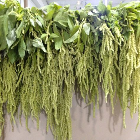 Green Hanging Amaranthus Green Hanging Amaranthus, Green Amaranthus, Hanging Amaranthus, Elegance Wedding, Wedding Themes Fall, Ethereal Wedding, Wedding Expo, Wedding Mood Board, Wedding Mood