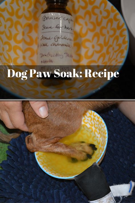 Cracked Paws Remedy, Dog Paw Soak Diy, How To Clean Dog Paws, Dog Paw Wash, Dog Paw Allergy Remedies, Dog Chewing On Paws, Dog Paw Soak, How To Treat Yeast On Dog Paws, Yeast On Dogs Paws