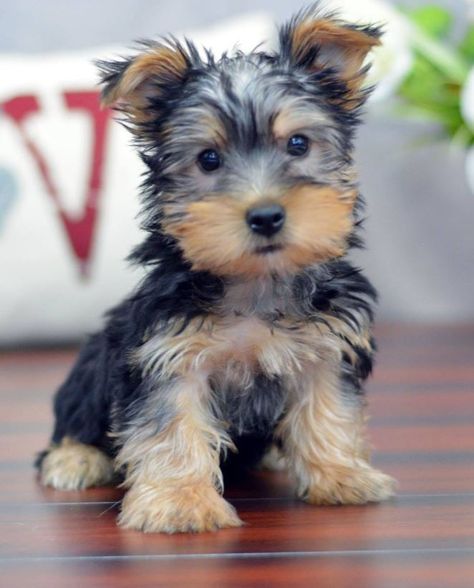 Australian Silky Terrier Puppy Dog Silky Terrier Puppies, Australian Terrier Puppies, Australian Silky Terrier, Toy Dog Breeds, Australian Terrier, Very Cute Puppies, Silky Terrier, Really Cute Dogs, Cute Dog Pictures