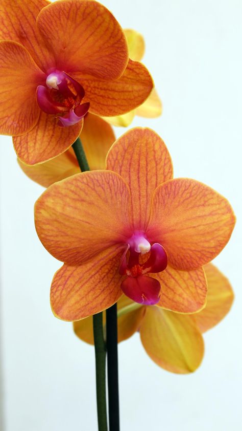 Orange Orchid Flower, Phaelonopsis Orchid, Zodiac Gods, Orange Flowers Aesthetic, Orchid Flower Aesthetic, Colorful Orchids, Orchid Aesthetic, Tattoos Lion, Orchid Phalaenopsis