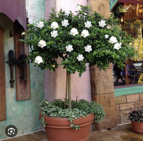 Gardenia Tree, Gardenia Trees, Landscaping Florida, Tuscan House, Organic Soil, Potted Trees, Home Landscaping, House Plants Decor, Tree Care