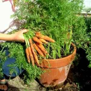 Grow Carrots, Gemüseanbau In Kübeln, Growing Carrots, Container Vegetables, Plants Growing, Garden Veggies, Have Inspiration, Container Gardening Vegetables, Veggie Garden