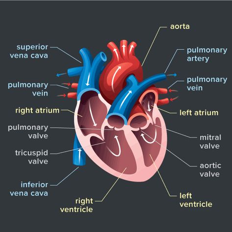 Heart Diagram, Heart Stuff, Sports Science, Basic Anatomy And Physiology, Nurse Study Notes, Paint Inspo, Biology Facts, Heart Anatomy, Medical Wallpaper