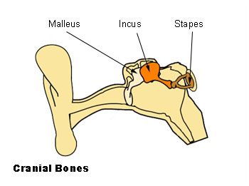 Ossicles: Malleus, Incus, Stapes Stapes Bone, Skeleton System, Axial Skeleton, Skeleton Parts, Ear Anatomy, Anatomy Images, Forensic Anthropology, Outer Ear, Middle Ear