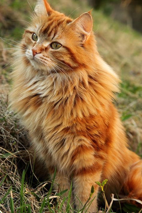 Orange Maine coon cat Long Haired Cats, Söt Katt, Orange Tabby Cats, Orange Cats, Ginger Cats, Cute Kittens, Orange Cat, Warrior Cats, Pretty Cats