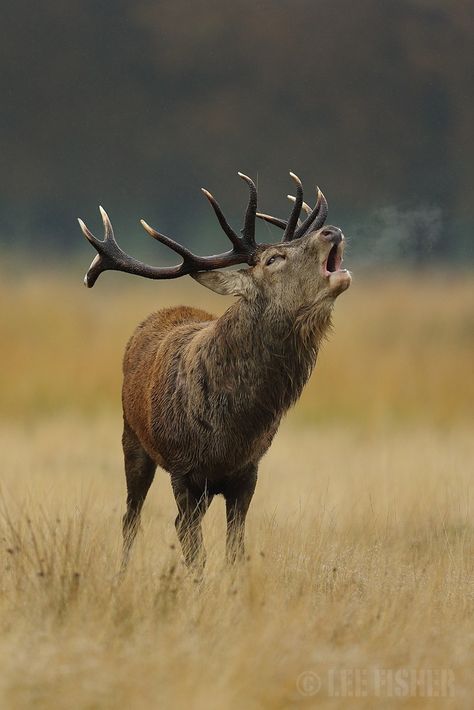 Water Deer, Deer Photography, Deer Photos, Armadura Medieval, Split Pea, Wild Creatures, Red Deer, A Deer, Animal Planet