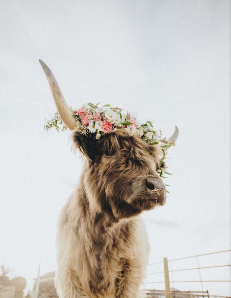 Cute Cow Wallpaper Aesthetic, Highland Cow Wallpaper Iphone, Highland Cow Aesthetic, Cow Background, Highland Cow Pictures, Aztec Wallpaper, Long Horns, Cow Photography, Spring Magic