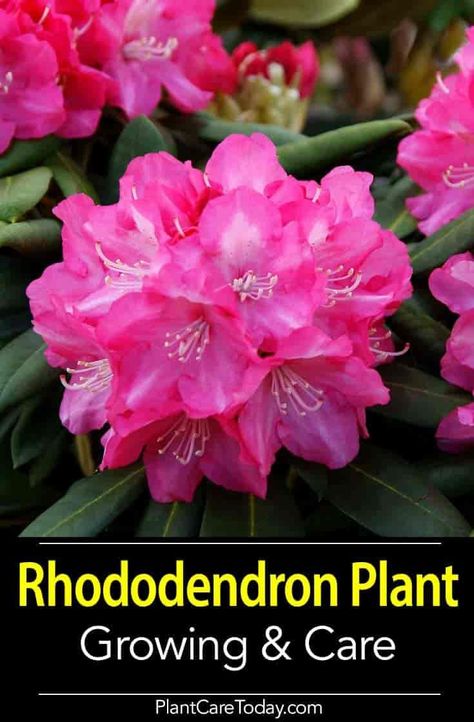 The rhododendron plant is an attractive bush, fairly low maintenance, that produce blooming specimens when properly planted. [LEARN MORE] Rhododendrum Bush, Rodedenderon Bush, Planting Rhododendron, Rhododendron Care, Rhododendron Plant, Pretty Bedding, Tivoli Gardens, Low Maintenance Landscaping, Garden Shrubs