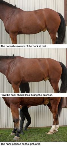 Horse Stretches, Horse Liberty, Equine Science, Horse Massage, Equine Massage, Vet Technician, Canadian Horse, Horse Behavior, Equine Care