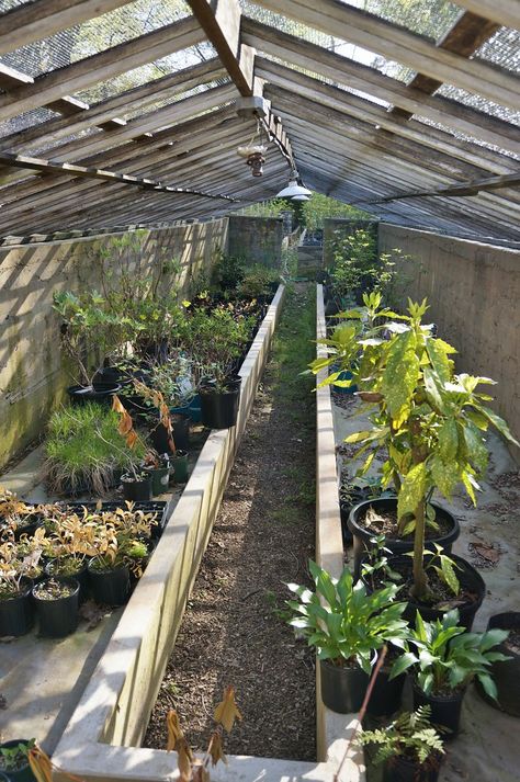 Leanto Greenhouse Ideas, Ground Greenhouse, Sunken Greenhouse, Walipini Greenhouse, Earthship Design, Underground Greenhouse, Food Forest Garden, Shed Of The Year, Tree House Plans