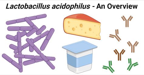 Last Updated on April 24, 2021 by Sagar Aryal What is Lactobacillus acidophilus? Lactobacillus is a taxonomically diverse group of Gram-positive, non-sporing rods that are defined by the formation of lactic acid as the sole end product of carbohydrate metabolism. Lactobacillus acidophilus is one of the most important species of Lactobacillus which has been extensively used to produce probiotics with ... Read moreLactobacillus acidophilus- An Overview The post Lactobacillus acidophilus- An Overvi Microbiology Notes, Carbohydrate Metabolism, Gram Negative Bacteria, Lactobacillus Acidophilus, Cell Wall, Cell Membrane, Acetic Acid, Microbiology, Lactic Acid