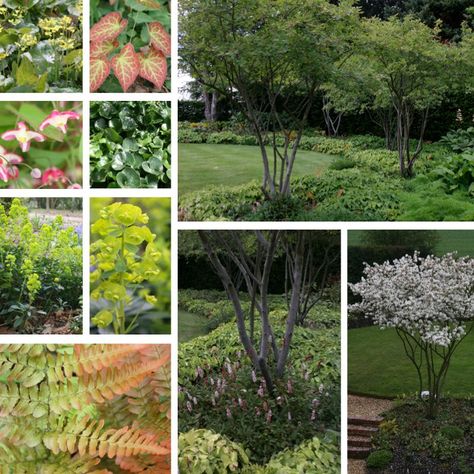 Shade Planting, Planting Schemes, Planting Ideas, Landscape Elements, Landscape Garden, Plant Combinations, Saint George, Trees And Shrubs, Small Garden