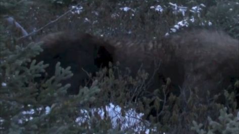 Squatchable News Bigfoot News, Bigfoot Pictures, Bigfoot Sightings, When He, Moose, Bring It On