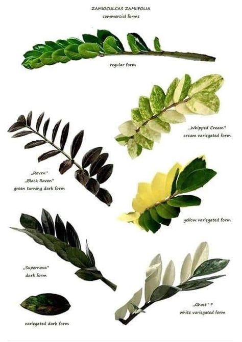 Plant Leaf Identification, Leaf Identification, Kitchen Ideas Farmhouse, Zz Plant, Inside Plants, Variegated Plants, Interior Plants, Plant Identification, House Plants Decor