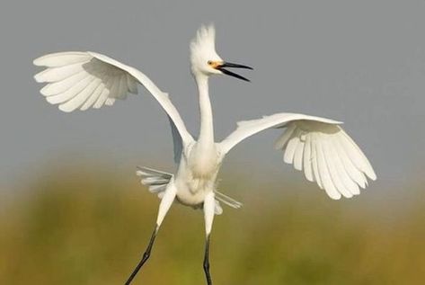 AND THEN IT WAS MONDAY... Egret Art, Snowy Egret, Bird Flying, Billy Idol, Herons, Funny Birds, Landing Gear, White Bird, Bird Pictures