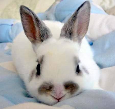 Goodnight (03/31/15) Bunny Tumblr, Somebunny Loves You, House Rabbit, Blue Bunny, Blue Aesthetic, 귀여운 동물, Cuteness Overload, Cute Bunny, Bunny Rabbit