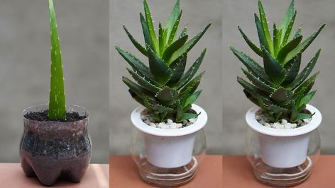 How I Grow Aloe Vera From Leaves Easily | Aloe vera, leaf | How I Grow Aloe Vera From Leaves Easily | By DIY Balcony Garden How To Grow Alovera Plant, Growing Aloe Vera Plant, Grow Aloe Vera Plant, Diy Balcony Garden, Aloe Vera Uses, Pothos Plant Care, Growing Aloe Vera, Aloe Vera Benefits, Aloe Vera For Skin