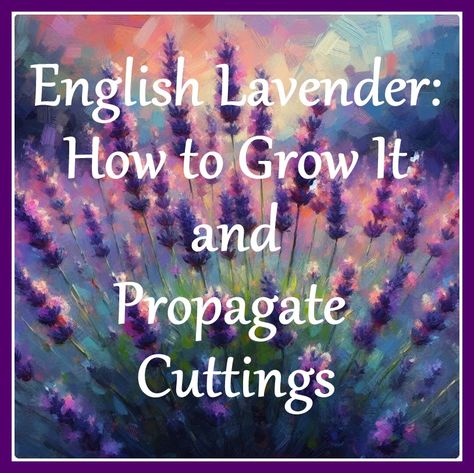 English Lavender: How to Grow it and Propagate Cuttings Growing Lavender From Cuttings, How To Grow Lavender From Cuttings, How To Propagate Lavender From Cuttings, How To Root Lavender Cuttings, Growing Lavender From Clippings, How To Propagate Lavender, Vinca Minor, English Lavender, Full Sun Plants