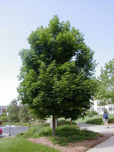 Aceraceae/Sapindaceae. Acer platanoides Emerald Queen Acer Garden, Acer Platanoides, Maple Trees, Tree Images, St Albans, Plant Identification, Shade Trees, Maple Tree, Deciduous Trees