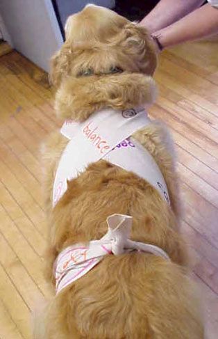 Home made thunder shirts Danny Dog, Dog Therapy, Pretty Pets, Thunder Shirt, Pet Things, Pet Projects, June Bug, Pet Ideas, Animal Projects