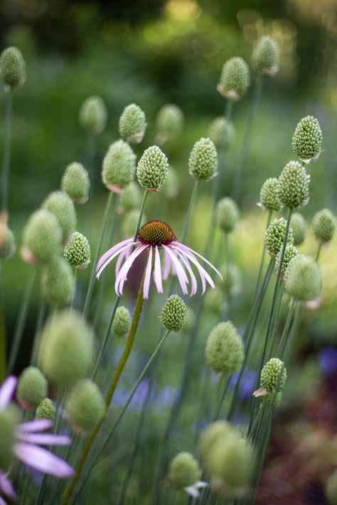 Echinacea Pallida, Allium Sphaerocephalon, Planting Combinations, Allium Flowers, Bush Garden, Sun Garden, Foundation Planting, Wildflower Garden, Plant Combinations