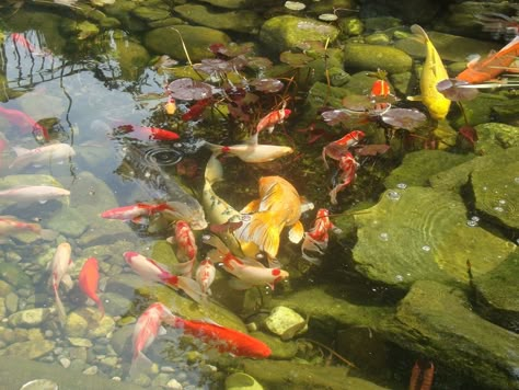 Fish Ipad Wallpaper, Backyard Pond, Fish Wallpaper, Fish Pond, Koi Pond, Nature Aesthetic, Pretty Places, Ponds, Koi Fish