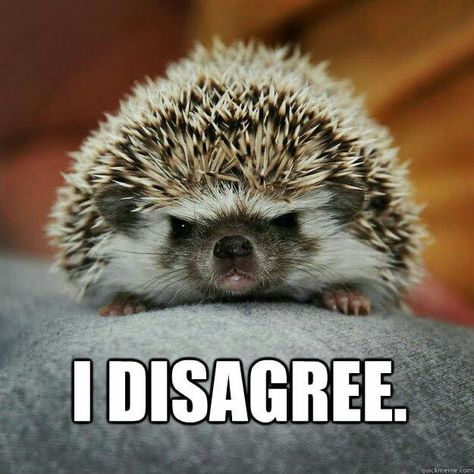 Angry Hedgehog, Hedgehog Meme, Hedgehog Pictures, Funny Hedgehog, Happy Hedgehog, Hedgehog Pet, Baby Hedgehog, Cute Animal Memes, Animals Amazing