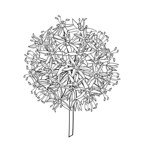 Vector outline Allium giganteum or Giant onion flower head in black isolated on white background. Ball of blossoming Allium. Vector outline Allium giganteum or vector illustration Allium Giganteum, Spirals In Nature, Onion Flower, Allium Flowers, Painted Wardrobe, Flower Illustration, Future Tattoos, Repeating Patterns, Flower Drawing