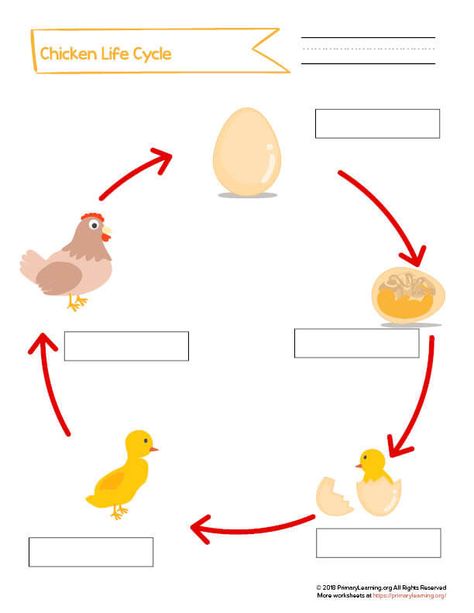 Students use this worksheet to label each stage of the life cycle of the chicken. This activity is great to reinforce the vocabulary and learn the sequencing of the chicken life cycle.          See this in the book: Chicken Life Cycle Workbook Life Cycle Of A Chicken Craft, Life Cycle Of A Chicken Activities, Chicken Life Cycle Craft, Chicken Life Cycle Worksheet, Chick Life Cycle, Chicken Life Cycle Activities, Life Cycle Worksheet, Life Cycles Preschool, Cambridge Primary