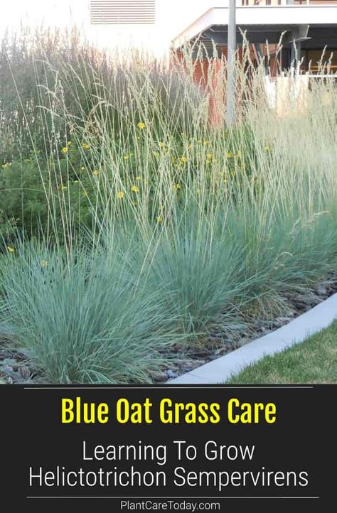 Blue Oat Grass (Helictotrichon Sempervirens) semi-evergreen, cool-season, hardy, showy ornamental grass, distinctive blue leaves. [DETAILS] Oat Grass Plants, Blue Oat Grass Landscape, Blue Oat Grass Plants, Blue Fescue Grass Landscape, Helictotrichon Sempervirens, Alaska Gardening, Carex Grass, Zero Scape, Ornamental Grass Landscape