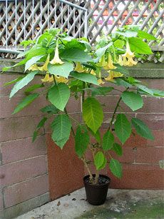 Potted Brugmansia Plants: Growing Brugmansias In Containers - Many people look at brugmansias and assume that they can only be grown in tropical climates. While it is true that brugmansias are tropical trees, they can be easily grown in containers. Learn more about this here. Trumpet Plant, Angel Trumpets, Angel Trumpet Plant, Growing Tomatoes Indoors, Growing Organic Tomatoes, Grow Garden, Growing Tomato Plants, Tomato Farming, Tropical Trees