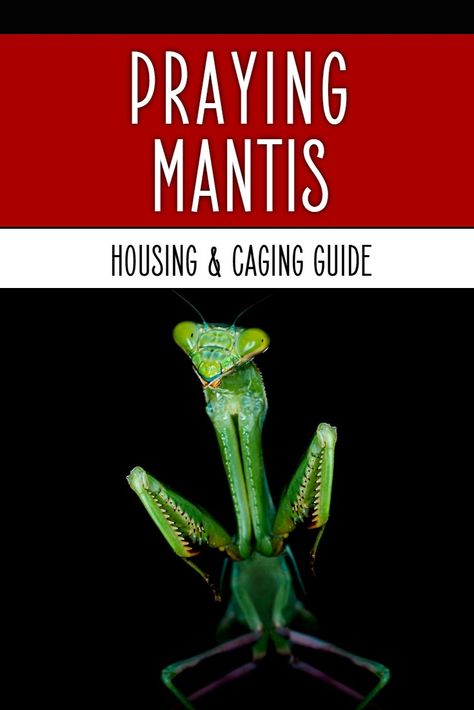 What cages work best for praying mantis? What dimensions should they be, and what household items can you turn into a praying mantis cage? Find out in this detailed housing guide. Praying Mantis Terrarium, Praying Mantis Enclosure, Animal Help, Praying Mantis, Unusual Animals, Poodle Dog, Animal House, Pet Store, Family Pet