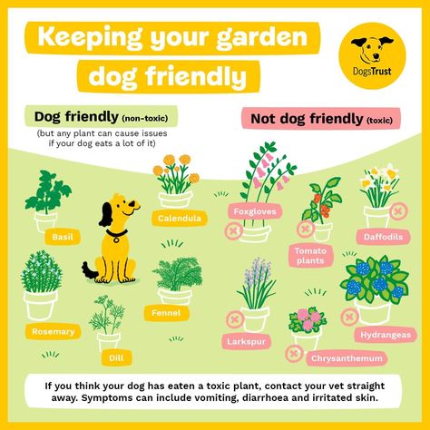 #dogs #garden #gardeningtips #plants #tips #plantbased Dog Science, Dog Friendly Plants, Dog Friendly Garden, Plants Tips, Vet Tech Student, Dog Yard, Farm Dogs, Edible Landscaping, Backyard Inspiration