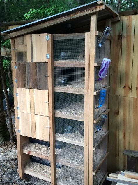 Show me you quail pens!!! - Page 72 Quail Pen, Quail House, Quail Cage, Button Quail, Quail Coop, Chicken Brooder, Raising Quail, Quails, Mini Farm