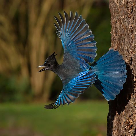 Jay Bird, Most Beautiful Birds, Kinds Of Birds, Airbrush Art, Amazing Pictures, Bird Pictures, Pretty Birds, Colorful Birds, Bird Photography