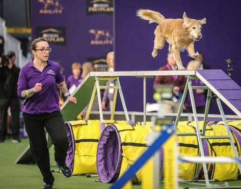 Utility competition 2020 Westminster Dog Show Crufts Dog Show 2022, Dog Competition, Westminster Dog Show, Dog Sports, Lights Camera Action, Dog Agility, Sporting Dogs, Dogs Of The World, Dog Show