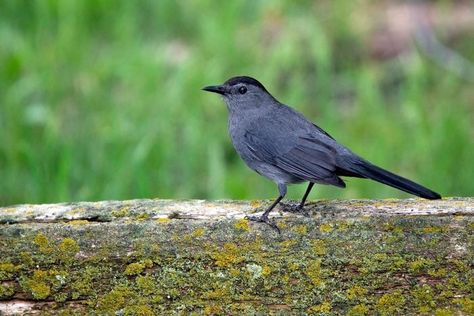 How to Identify and Attract a Gray Catbird - Birds and Blooms Gray Catbird, Farm Tips, Azalea Bush, Brown Thrasher, Song Sparrow, Garden Shrubs, Kinds Of Birds, How To Attract Birds, Beautiful Backyards