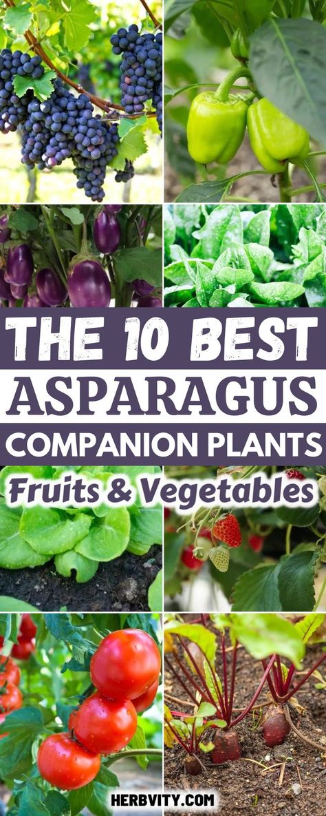 Asparagus Companion Planting is a guide to companion planting for asparagus that lists various herbs, fruits, and vegetables. It explains how companion planting helps asparagus grow better and faster. Asparagus Patch, Squash Companion Plants, Asparagus Garden, Best Asparagus, Nitrogen Fixing Plants, Asparagus Plant, Growing Asparagus, Companion Gardening, Garden Flowers Perennials