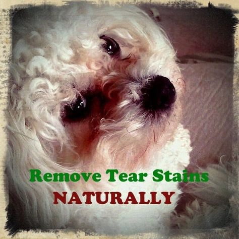 Tear Stain Removal Dogs, Dog Grooming Shih Tzu, Dog Grooming Diy, Dog Tear Stains, Cavachon Dog, Dog Remedies, Dog Grooming Tips, Dog Haircuts, Bichon Frise Dogs