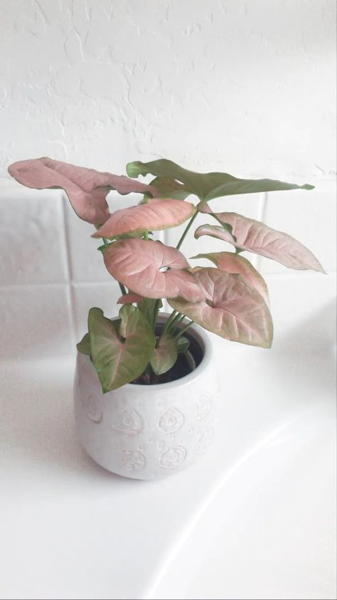 Syngonium Pink - 7 Caring Tips & 2 Propagation Methods 2 Syngonium Plant Care, Pink Syngonium Care, Pink Plants Indoor, Pink Syngonium, Propagation Methods, Arrowhead Vine, Arrowhead Plant, Inside Plants, Pink Plant