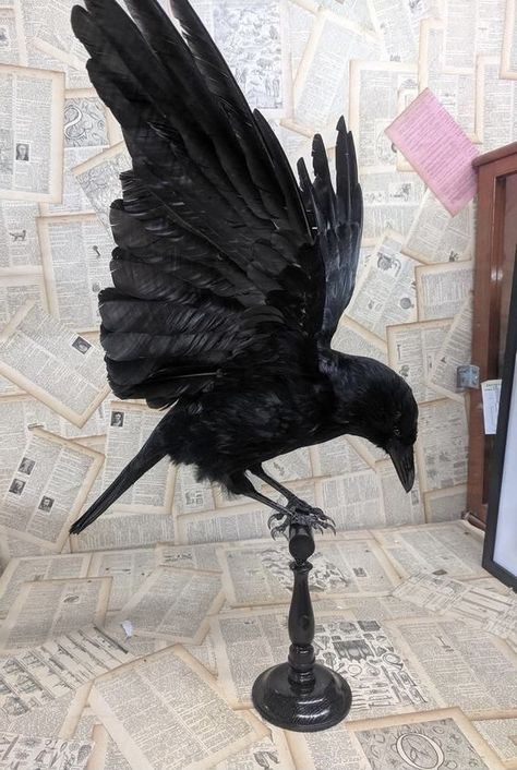 Bird Taxidermy, Open Wings, Taxidermy Art, Vulture Culture, Crow Art, Crows Ravens, Arte Inspo, Arte Sketchbook, Foto Art