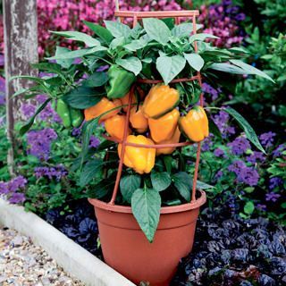 The naturally dwarf habit of this new patio variety makes it outstanding for container gardening. The peppers start out as attractive light green and mature to a gorgeous bright yellow. Very sweet peppers are great for stuffing, sautéing, roasting and using fresh. High yielding plants grow up to just 20" and withstand intense heat without fruit damage. Great addition to your patio container garden! Pepper Plant, Sweet Bell Peppers, Sweet Pepper, Sweet Peppers, Pepper Plants, Vegetable Seeds, Fruit Seeds, Patio Plants, Pepper Seeds