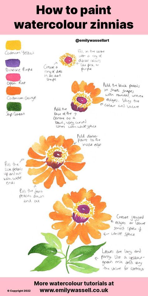 How to Paint Zinnia Flowers in Watercolour - Easy Steps | Emily Wassell Acrylic Painting Zinnias, Zinnia Drawing Tutorial, How To Paint Zinnias, How To Draw Zinnia Flowers, Watercolor Zinnias Tutorial, Zinnia Watercolor Paintings, Painting Zinnias, Zinnia Flowers Drawing, Watercolor Flowers Step By Step