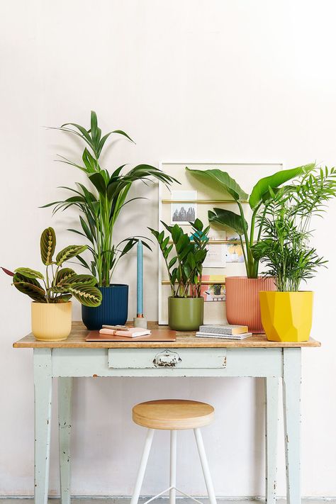 Adding some greenery to your desk not only brightens up the room, but plants boast some impressive benefits for your mind, too. We catch up with Beards & Daisies, our go-to for beautiful indoor plants for this guest post on the benefits of plants in the workspace. Read on for five unexpected ways plants can help you through your day… Houseplant Aesthetic, African Illustration, Parlour Palm, Working 9 To 5, University Room, Lino Ideas, Room Crafts, Deli Cafe, Indoor Plants Styling