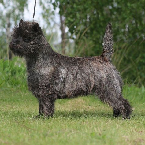 Cairn Terrier Haircut, Cairn Terrier Grooming, Terrier Haircut, Carin Terrier, Dog Haircut, Manchester Terrier, Dog Haircuts, Cairn Terriers, Terrier Breeds