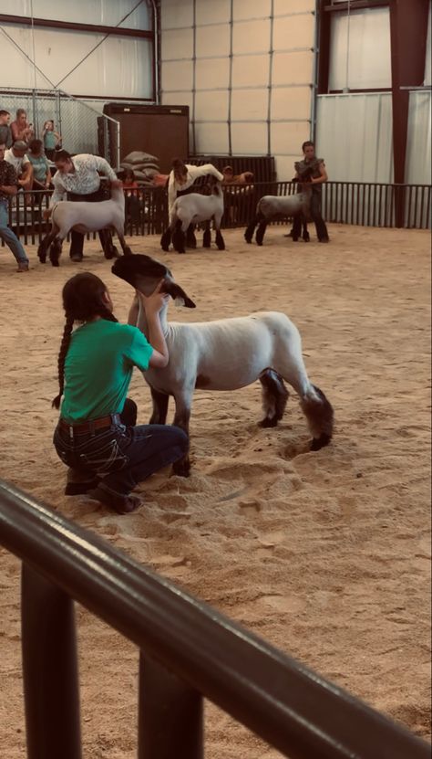 Goat Hacks, Sheep Showmanship, Ffa Lamb, Show Lambs, Sheep Showing, Show Sheep, 4h Fair, Livestock Showing, Show Cows