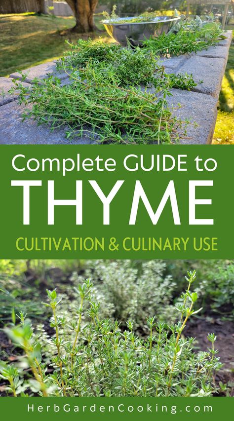 Explore thyme’s journey from garden to table, covering its cultivation, harvesting, culinary uses, health benefits, and rich historical significance. This Mediterranean native is prized for its drought tolerance and kitchen versatility. Making Thyme For Health Recipes, Uses For Thyme, Drying Thyme, Health Benefits Of Thyme, Growing Thyme, Thyme Tea, Thyme Plant, Garden To Table, Growing Rosemary